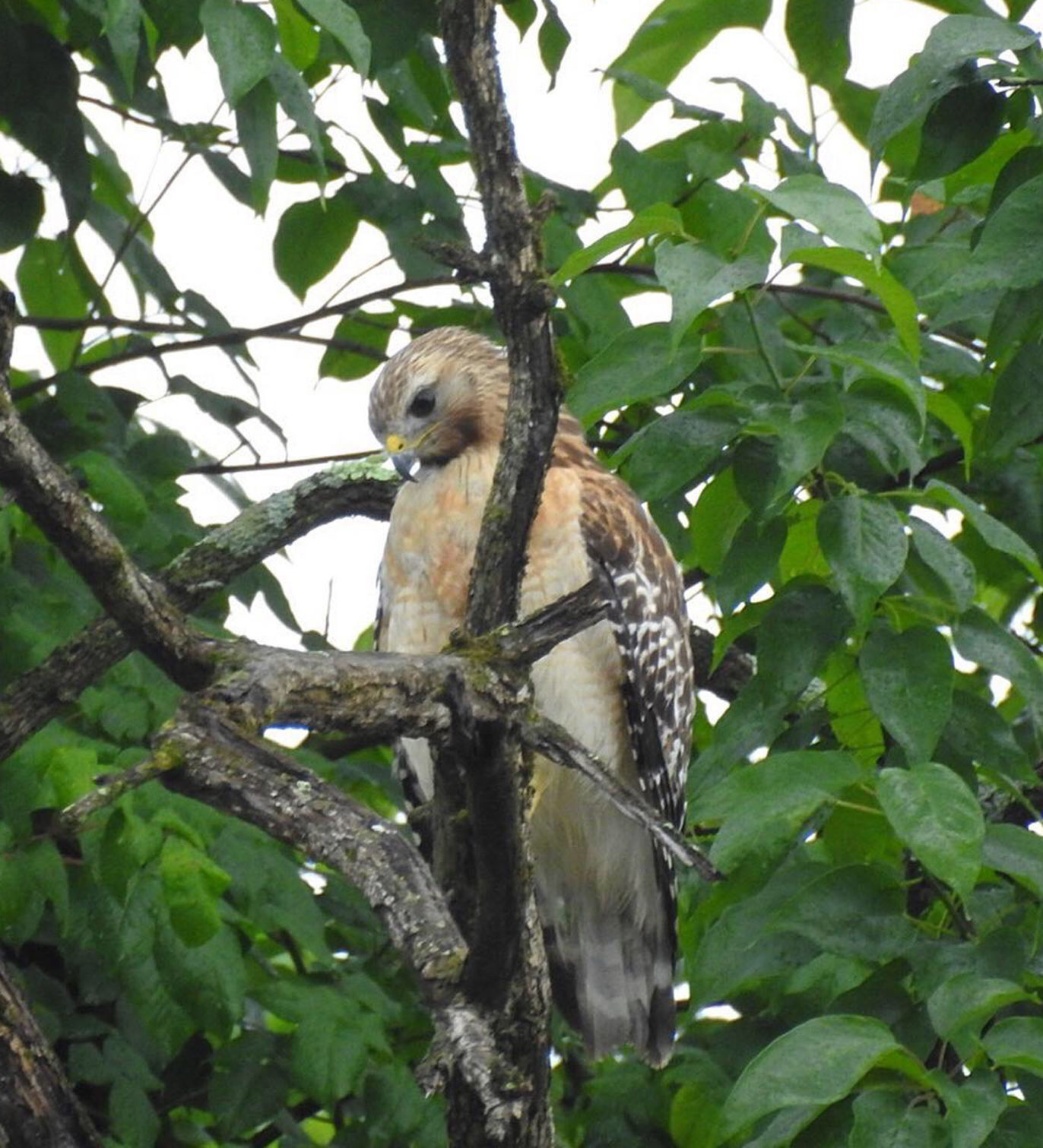 Hawk on the hunt